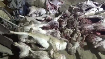 Сәтбаев қаласында полиция қызметкерлері 23 ақбөкеннің ұшасын тапты
