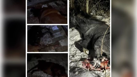 Ақмола облысы мен СҚО-да жүк пойызы 10 жылқыны басып кетті
