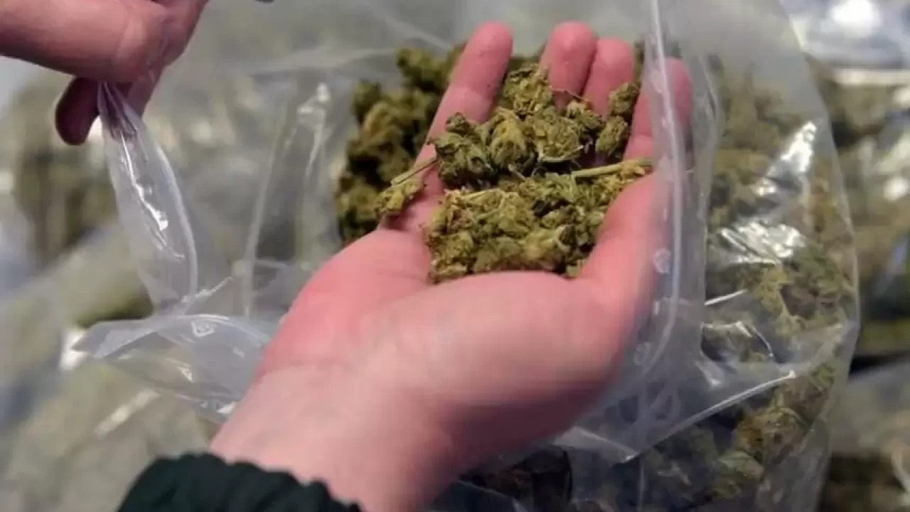 Шу қаласының 50 жастағы тұрғынынан 11 келіден астам марихуана тәркіленді