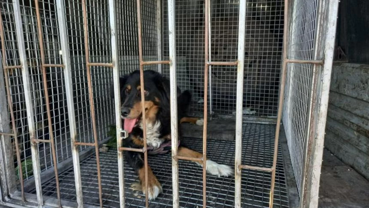 Петропавлда үй жануарлары уақытша паналайтын баспана салынады