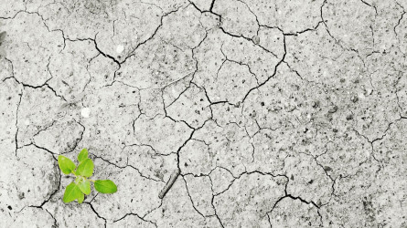 Биыл Еуроодақ елдеріне қуаңшылық қаупі төніп тұр