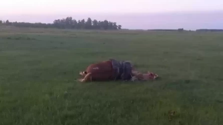 СҚО-да малшыға жай түсіп, атымен бірге мерт болды