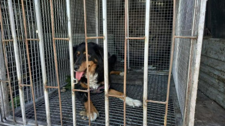 Петропавлда үй жануарлары уақытша паналайтын баспана салынады