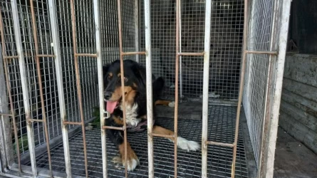 Петропавлда үй жануарлары уақытша паналайтын баспана салынады