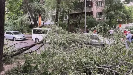 Алматыда құлаған ағаштар көліктерге зақым келтірді: залал қалай өтеледі