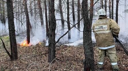 Оңтүстік Корея Абай облысындағы ормандарды қалпына келтіруге көмектеседі