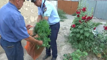 Жетісуда қарасора өсірушілер ұсталды