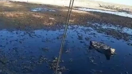 Мұнай қалдығынан қырылған малдың өлексесі қалай жойылады