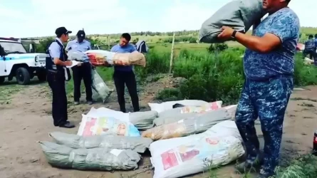 Абай облысында есірткі алқабынан 4,8 мыңнан астам қарасора бұтасы тәркіленді