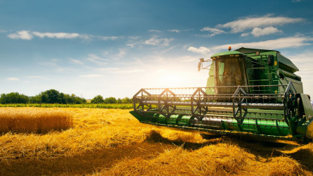 Өнім аз болуы мүмкін: дәнді дақыл егілген алқаптардың 40%-ы нашар күйде