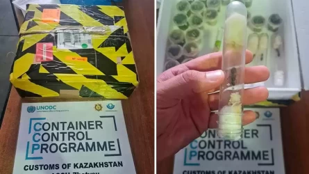 Алматы әуежайында Италиядан әкелінген қораптан құмырсқалар табылды