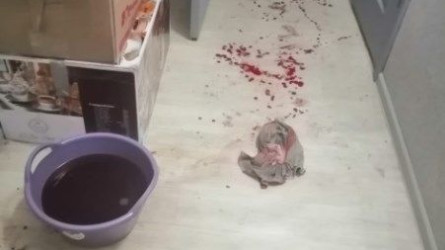Атырауда баланы әкесінің бауыры зорлаған боп шықты