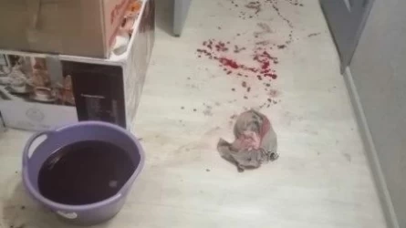 Атырауда баланы әкесінің бауыры зорлаған боп шықты