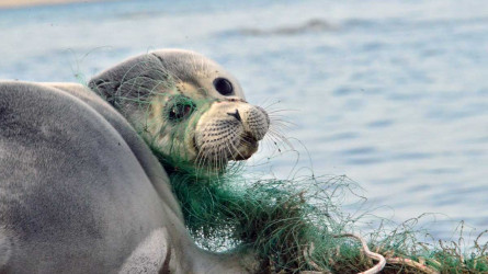 Kaspııdіń jaǵalaýynan 151 ıtbalyqtyń óleksesі tabyldy