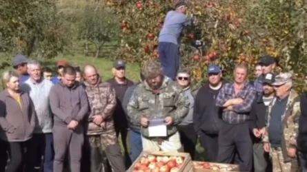 «Апортымыздан айырыламыз!»: Алматылық алма бақ шаруалары прокуратурадан қысым көрдік деп, Тоқаевтан көмек сұрады