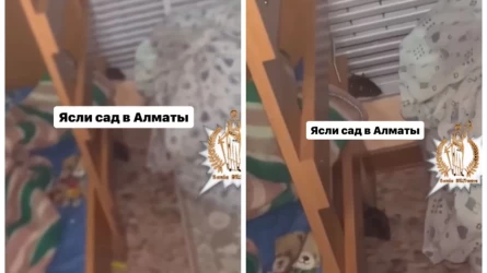 Алматы балабақшасында қаптап жүрген егеуқұйрықтар: Әкімдік жаңа мәліметтермен бөлісті