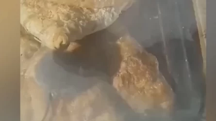 «Самсаның арасында тышқандар өріп жүр»: Семей базарындағы дүңгіршектің видеосы тарады