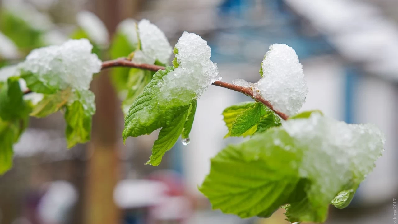 Қазақстанның бірқатар өңірінде үсік болуы мүмкін