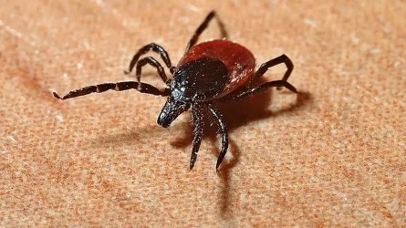 Aqmola oblysynda jyl basynan berі 268 adamdy kene shaqty