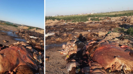 Qurban aıttan berі jatyr: Astana mańynan іshek-qarny aqtarylǵan maldyń ólekselerі tabyldy