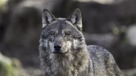 Қазақстанда қасқырды аулауға рұқсат беріледі