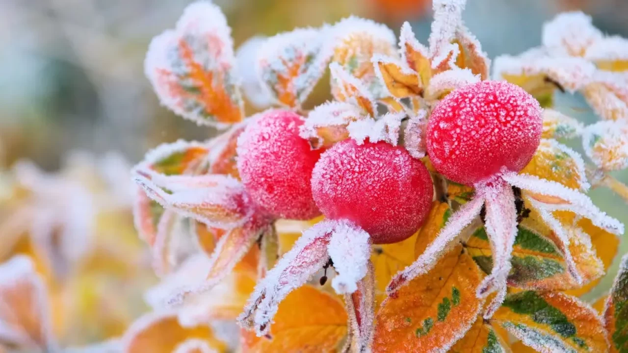 Сильные заморозки до –10 °C ожидаются в городах Казахстана