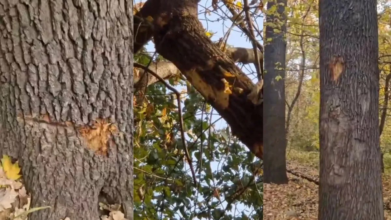 Алматыда түн ортасында Баум тоғайын тонағандар іздестіріліп жатыр