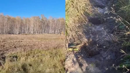 В Петропавловске исчезли тысячи сосен, высаженных с экоблогером