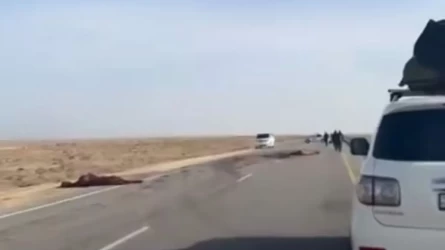 Маңғыстау облысында жолға шыққан жылқы екі адамның өмірін қиды