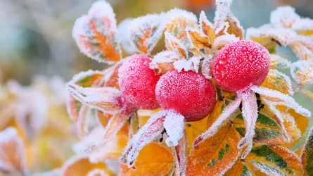 Сильные заморозки до –10 °C ожидаются в городах Казахстана
