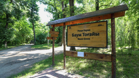 Алматы әкімдігі «Баум тоғайын» қайта жаңғырту деген сылтаумен құртып жатыр