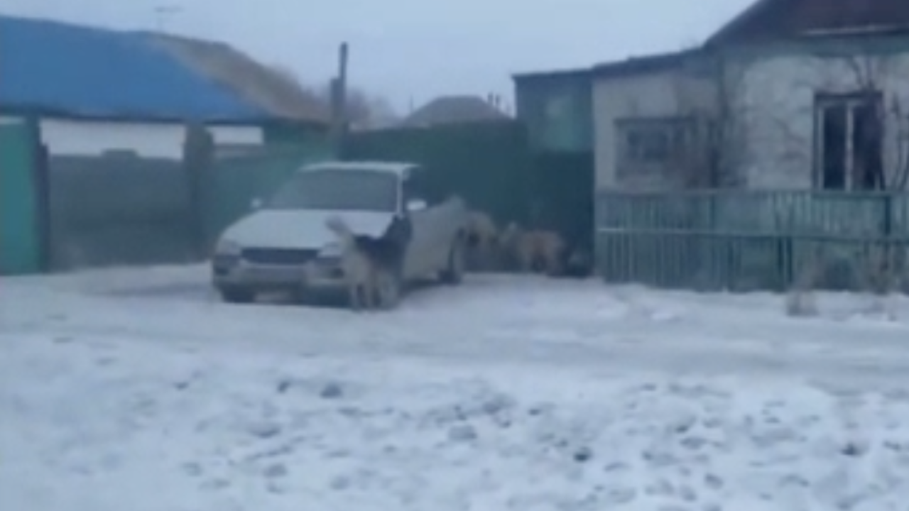 Көкшетауда қаңғыбас ит 15 жастағы жүрегі әлсіз қызды қауып алған