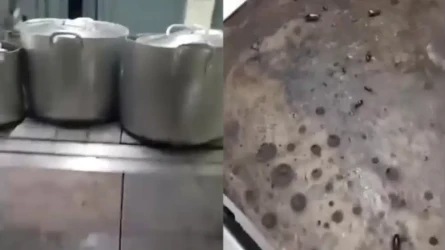 Тараканы на кухне и проверка СЭС: что грозит алматинскому детсаду по закону
