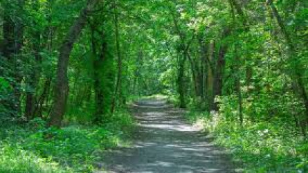 В роще Баума в Алматы незаконно вырубили деревья: подозреваемых пока не нашли