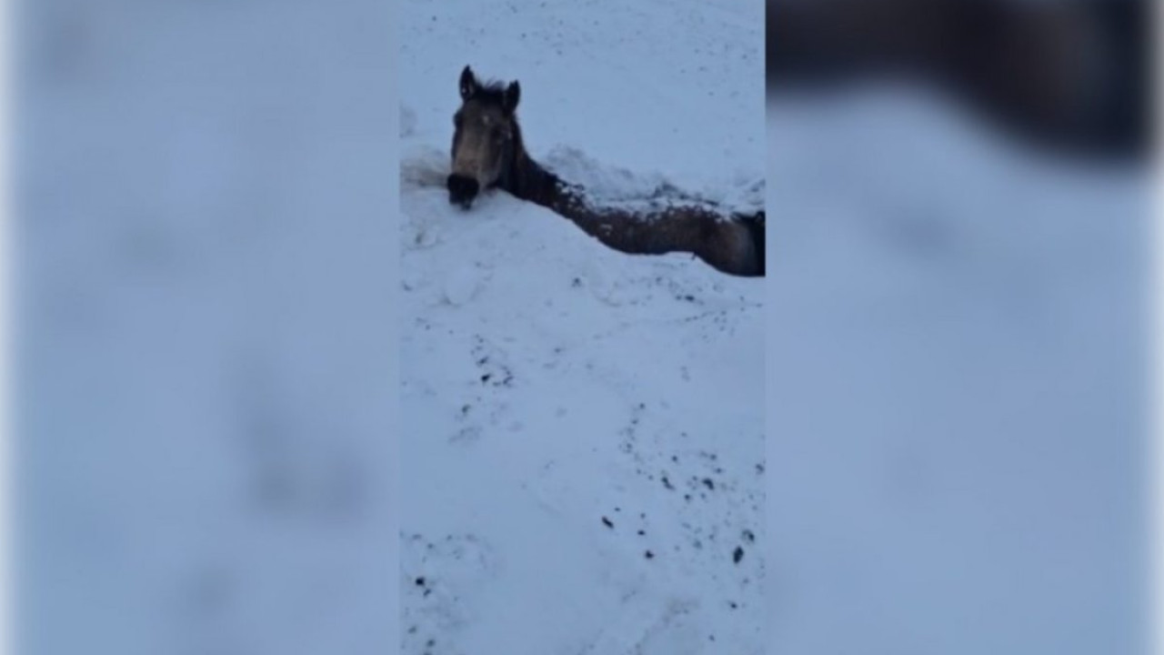 БҚО-да бораннан жылқы табыны қырылып қалды