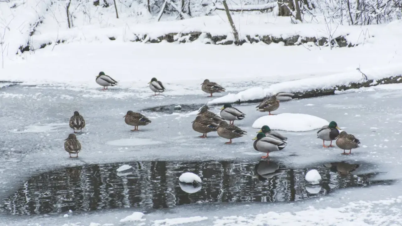 Арктический холод движется к Казахстану