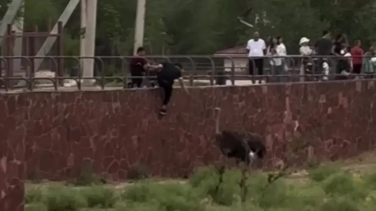 В Шымкенте задержали подростка, пнувшего страуса в зоопарке