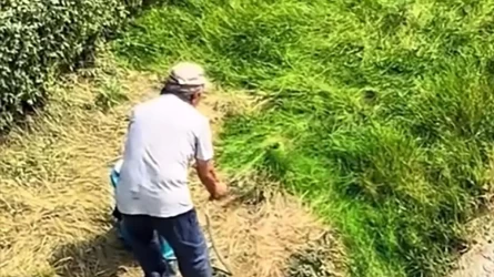 Almatyda shóptі jasyl túske boıaǵan jumysshylar jelіde qyzý talqyǵa tústі (VIDEO)