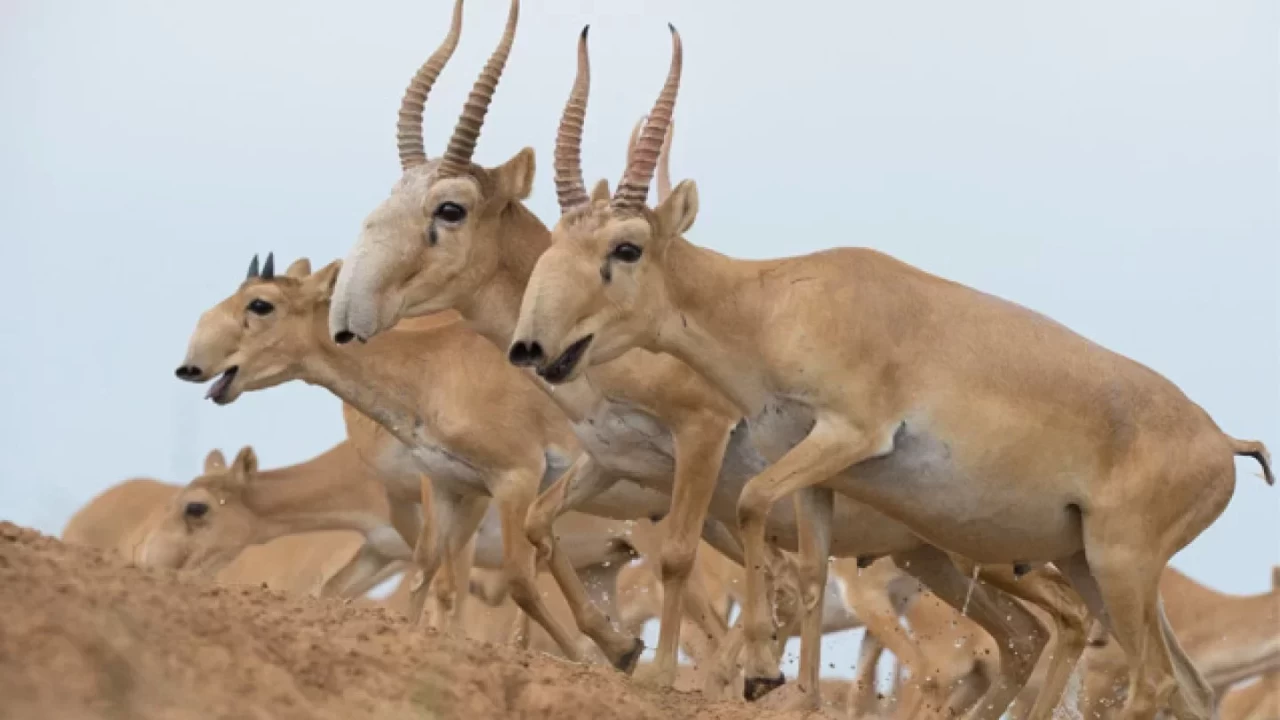 Ақтөбеде өзеннен 108 киік өлексесі табылды