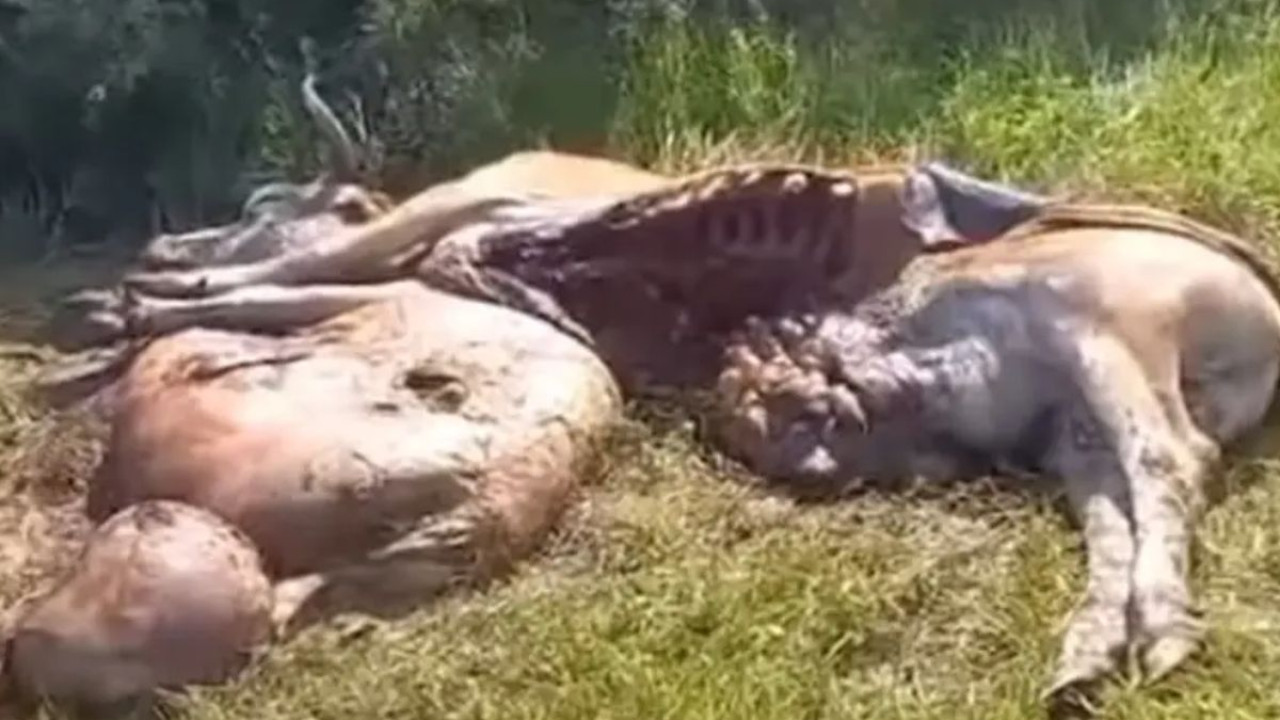 Абай облысындағы бес ауылға аюлар шабуыл жасап жатыр