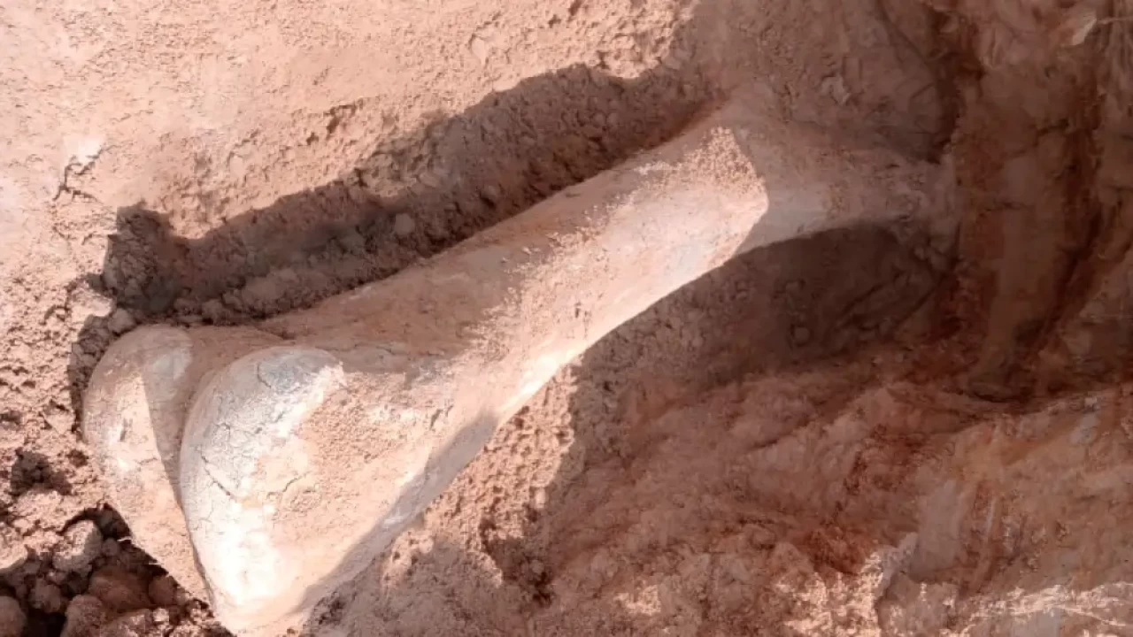 В Северном Казахстане нашли кость мамонта возрастом 15 тысяч лет