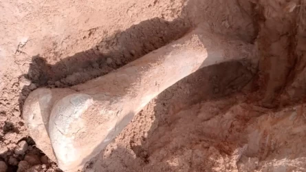 В Северном Казахстане нашли кость мамонта возрастом 15 тысяч лет