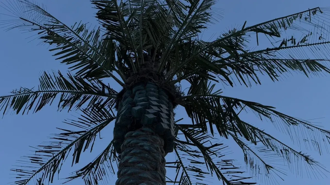 Ақтауда жағалаудағы пальмалар тұрғындарды шошытты