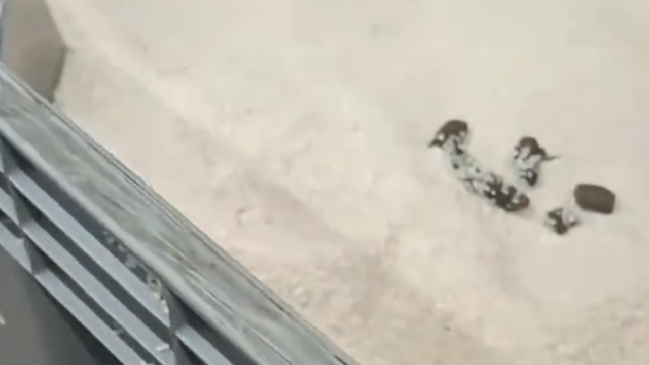 Magnum дүкеніндегі күріш контейнерінен мысықтың нәжісі табылды (ВИДЕО)