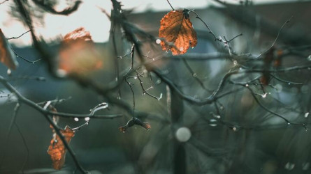 Қазақстанның бірқатар өңірінде жаңбыр жауып, солтүстікте қар аралас жауын-шашын күтіледі