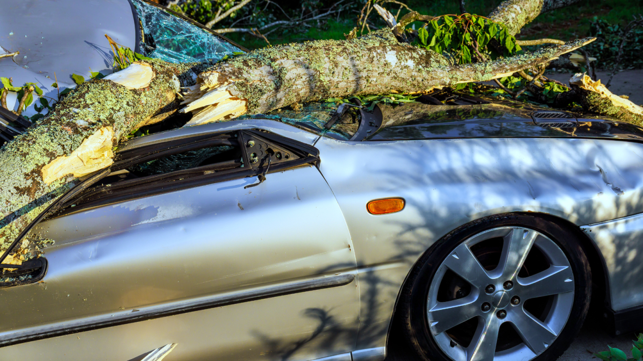 Талдықорғанда көлігіне ағаш құлаған ер адам миллион теңге өндіріп алды