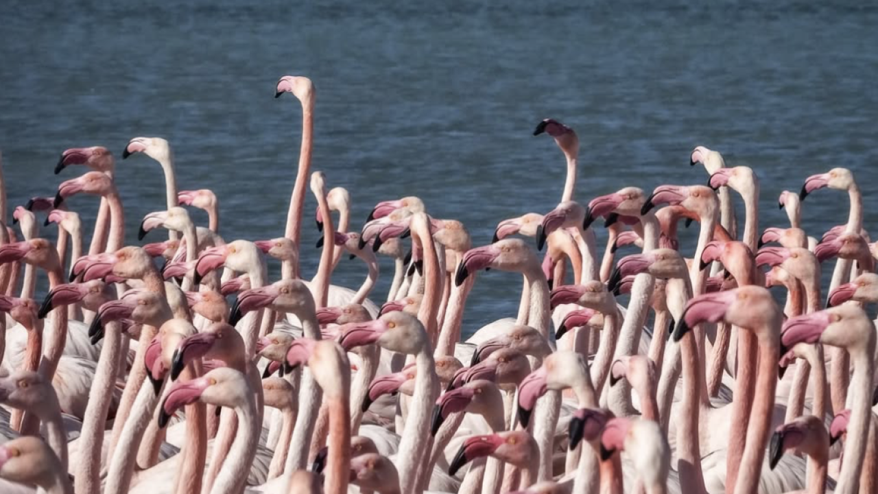 Маңғыстауға қызғылт қоқиқаздар қайта оралды (ВИДЕО)