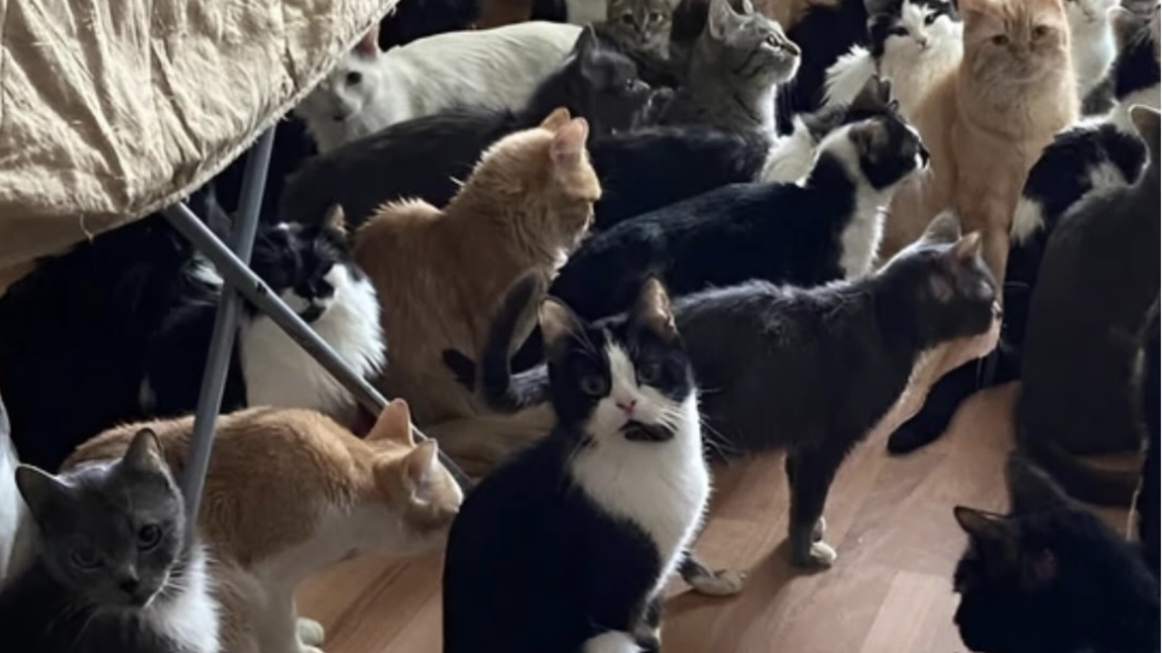 Таразда зейнеткер пәтерін 16 мысыққа беріп, көршілер сотта жеңілді