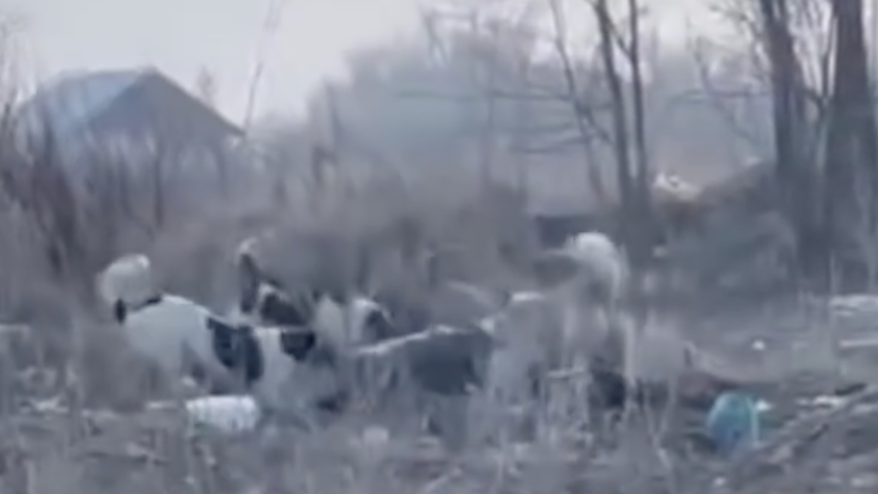 В Карасайском районе стая собак напала на женщину (ВИДЕО)