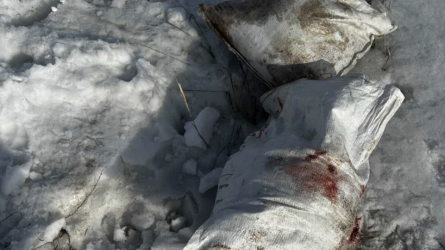 В Караганде под снегом нашли мешки с останками 12 собак